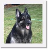 SirMuki_2005Nov_LV2 * Sirmuki - 7 Years old Shiloh Shepherd - in Las Vegas, Nevada - 2005 November * 800 x 821 * (71KB)