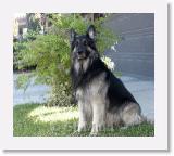 SirMuki_2005Sep_LV11 * Sirmuki - 7 Years old Shiloh Shepherd - in Las Vegas, Nevada - 2005 September * 800 x 705 * (172KB)