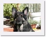 SirMuki_2005Sep_LV2 * Sirmuki - 7 Years old Shiloh Shepherd - in Las Vegas, Nevada - 2005 September * 800 x 600 * (145KB)