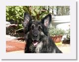 SirMuki_2005Sep_LV3 * Sirmuki - 7 Years old Shiloh Shepherd - in Las Vegas, Nevada - 2005 September * 800 x 600 * (140KB)