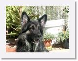 SirMuki_2005Sep_LV4 * Sirmuki - 7 Years old Shiloh Shepherd - in Las Vegas, Nevada - 2005 September * 800 x 600 * (147KB)