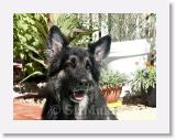 SirMuki_2005Sep_LV6 * Sirmuki - 7 Years old Shiloh Shepherd - in Las Vegas, Nevada - 2005 September * 800 x 600 * (148KB)