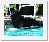 SirMuki_2006Jun_LV13 * Sirmuki - 8 Years old Shiloh Shepherd - in Las Vegas, Nevada - 2006 June * 800 x 661 * (80KB)