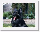 SirMuki_2006Jun_LV3 * Sirmuki - 8 Years old Shiloh Shepherd - in Las Vegas, Nevada - 2006 June * 800 x 600 * (68KB)