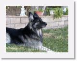 SirMuki_2006Okt_LV6 * Sirmuki - 8 Years old Shiloh Shepherd - in Las Vegas, Nevada - 2006 Oktober * 800 x 600 * (133KB)