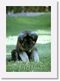 SirMuki_3Mo_1998Sep_LV10 * Sirmuki - 3 Months old Shiloh Shepherd - in Las Vegas, Nevada - 1998 September * 500 x 724 * (50KB)