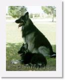 SirMuki_Wolfe_2001Apr_24 * Sirmuki and Wolfie - 3 Years old Shiloh Shepherd - in Las Vegas, Nevada - 2001 April * 500 x 642 * (39KB)