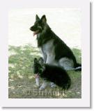 SirMuki__Wolfe_2001Apr_24A * Sirmuki and Wolfie - 3 Years old Shiloh Shepherd - in Las Vegas, Nevada - 2001 April * 500 x 615 * (40KB)