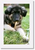 Sirmuki_1998Okt_LV15 * Sirmuki - 4 Month old Shiloh Shepherd - in Las Vegas, Nevada - 1998 Oktober * 500 x 768 * (50KB)