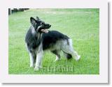 Sirmuki_2001Jun_LV21 * Sirmuki - 3 Years old Shiloh Shepherd - in Las Vegas, Nevada - 2001 June * 800 x 586 * (57KB)