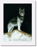 Sirmuki_2001Okt_LVB21 * Sirmuki - 3 and Half Years old Shiloh Shepherd - in Las Vegas, Nevada - 2001 Oktober * 600 x 792 * (43KB)