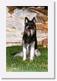 Sirmuki_2001Okt_SPark23 * Sirmuki - 3 Years old Shiloh Shepherd - in Sundet Park, Nevada - 2001 Oktober * 500 x 789 * (88KB)